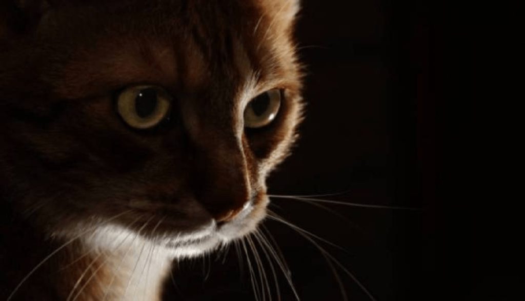 Low key lighting là gì? Low key lighting là gì?