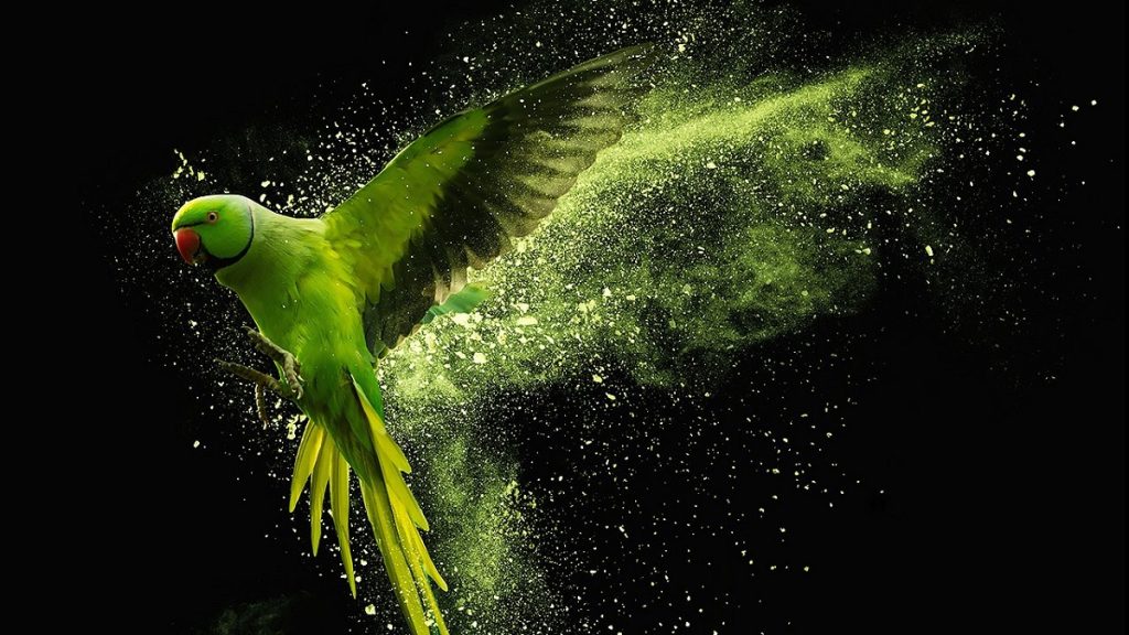 tạo hiệu ứng trong After Effect tạo hiệu ứng trong After Effect